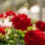 Geranium – Calliope Large Dark Red – 16″ Moss Hanging Basket